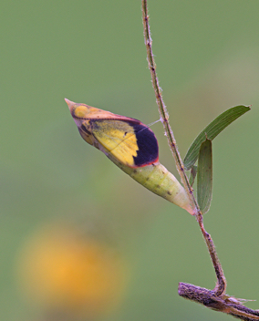 Little Yellow
chrysalis